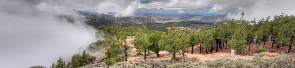 Kiefernwald im Zentrum von Gran Canaria mit interessanten Wolken.