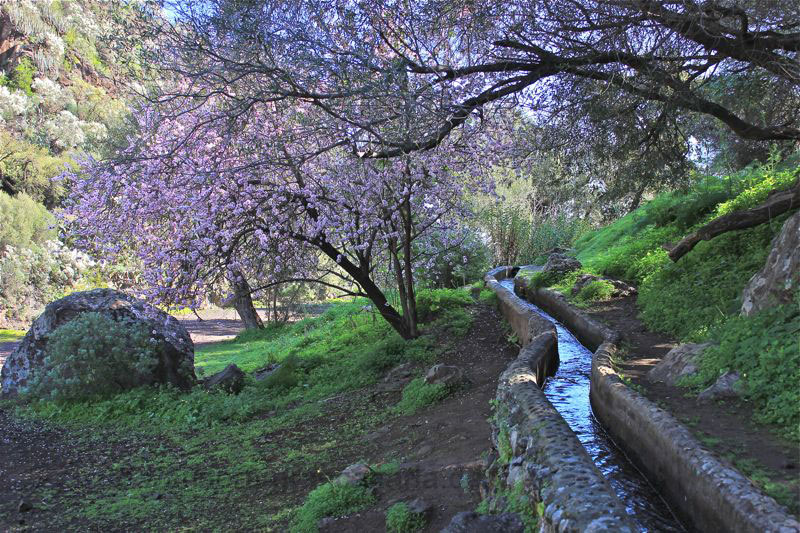 Blühender Mandelbaum am Wasserkanal in der Falkenschlucht