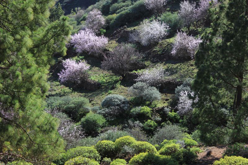 Weissrosa blühende Mandelbäume Ende Januar