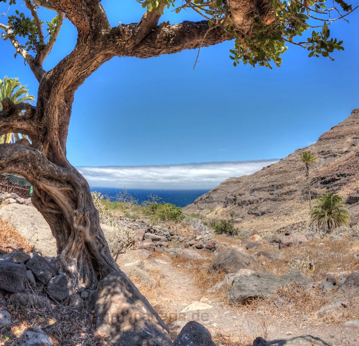 Knorriger Baum im Talgrund oberhalb des Meeres auf einer Sommerwanderung in Gran Canaria