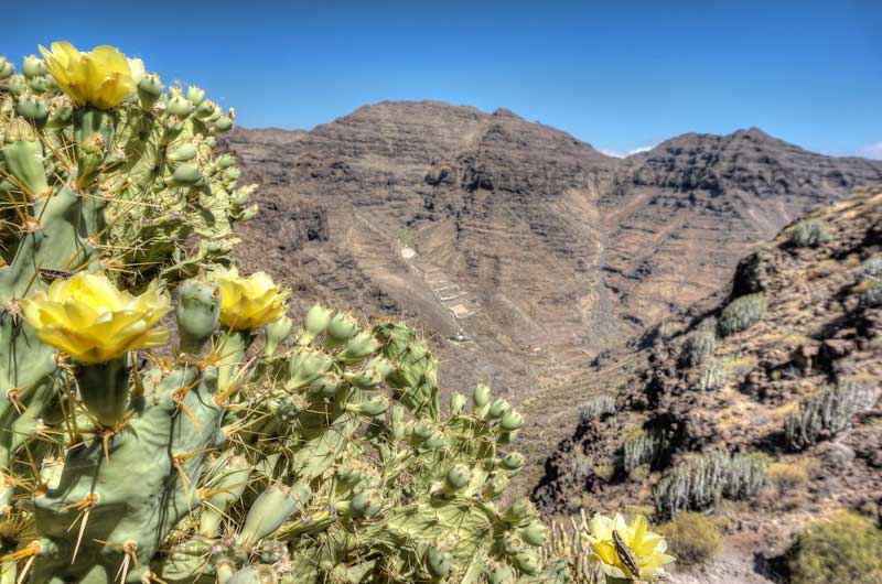 Gelb blühender Feigenkaktus im Südwesten von Gran Canaria