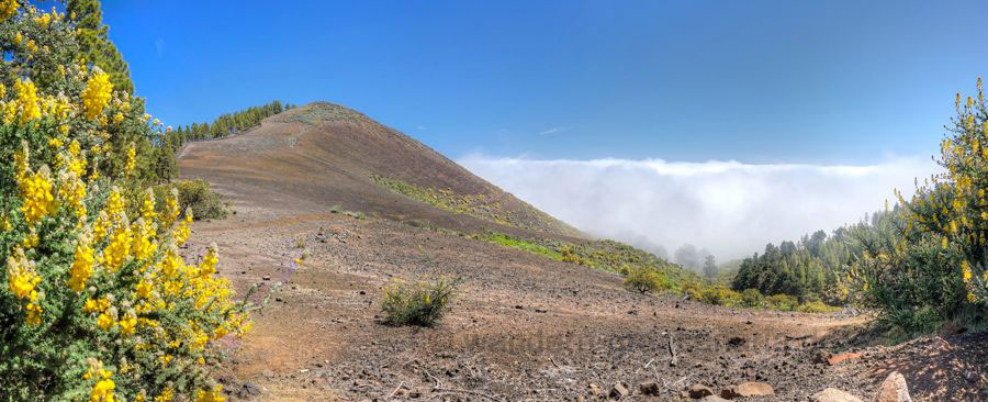 Vulkankegel Montañon Negro mit gelben Ginster, Gran Canaria Nordseite
