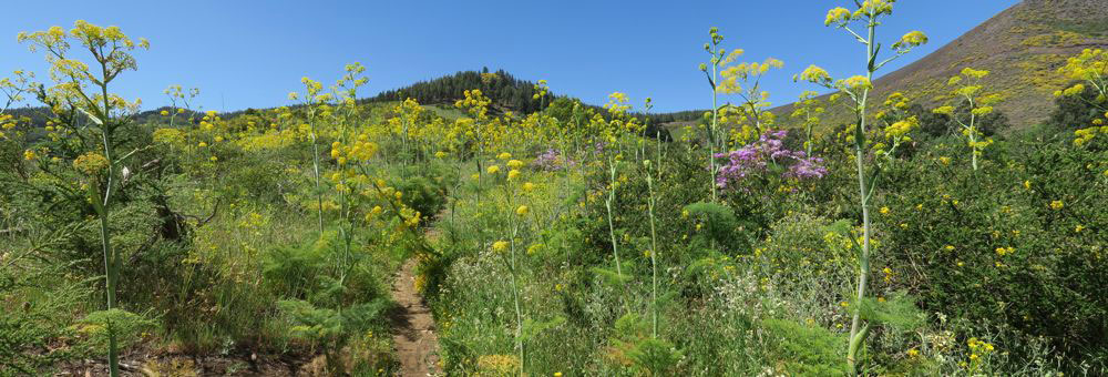 Wanderweg durch dichte Vegetation mit gelbem Riesenfenchel auf dem Weg zum Moriscos