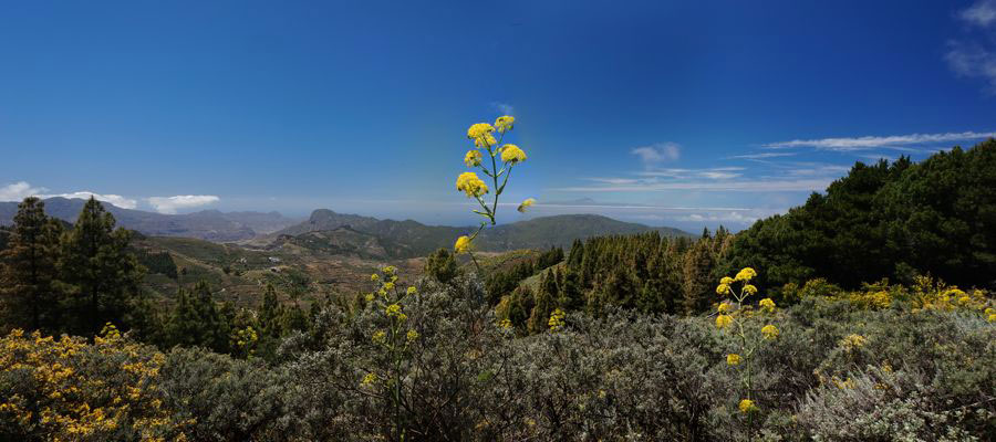Blick von Gran Canaria über das Tamadaba Massiv nach Westen zum Teide, im Vordergrund gelb blühendes Rutenkraut