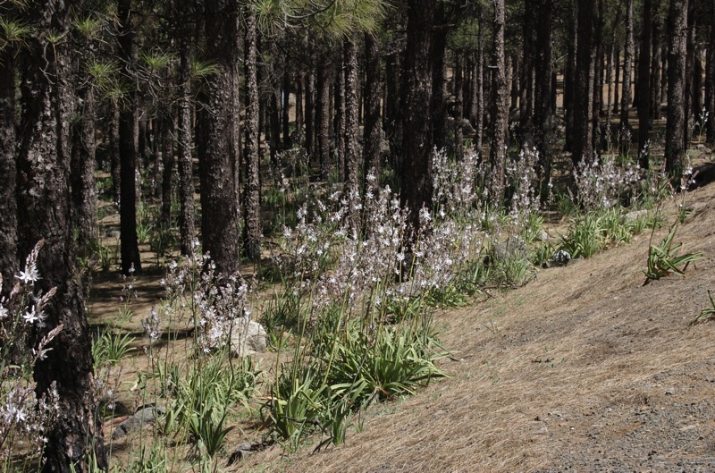 Weiss blühender Affodill im Kiefernwald von Gran Canaria