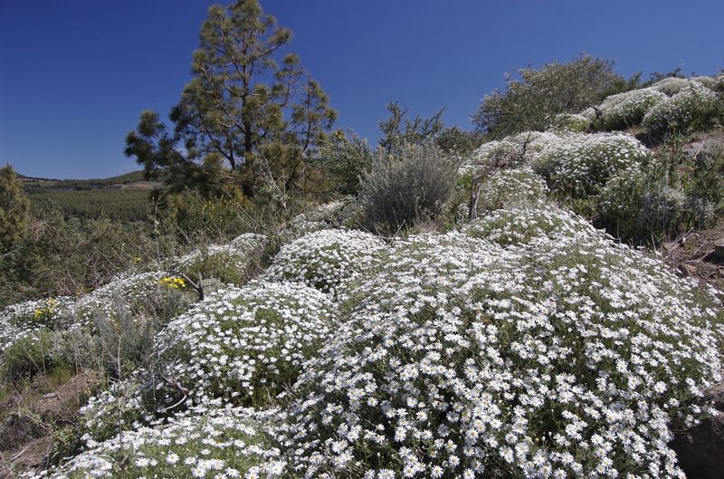 Weiss blühende Margeriten auf einer Wanderung im Zentrum von Gran Canaria