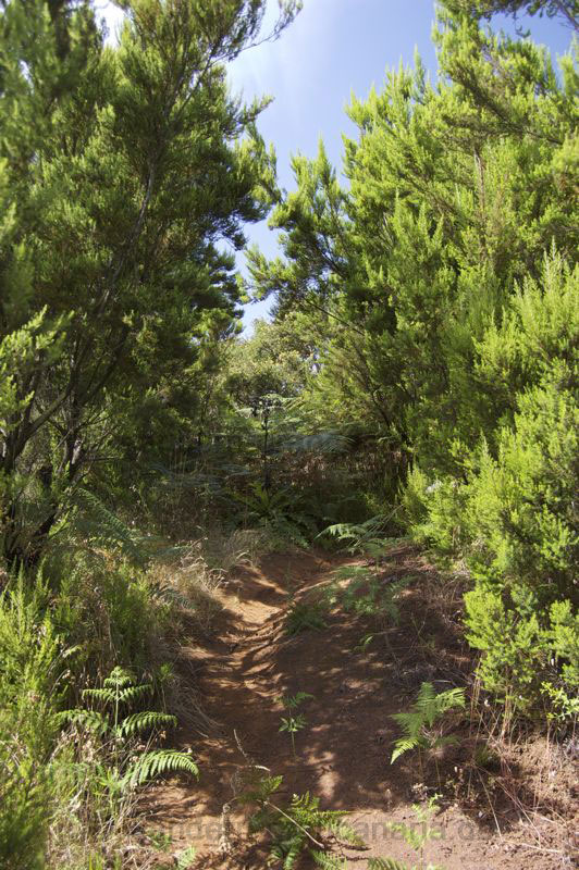 Wanderweg durch den Baumheidewald im Nordosten von Gran Canaria