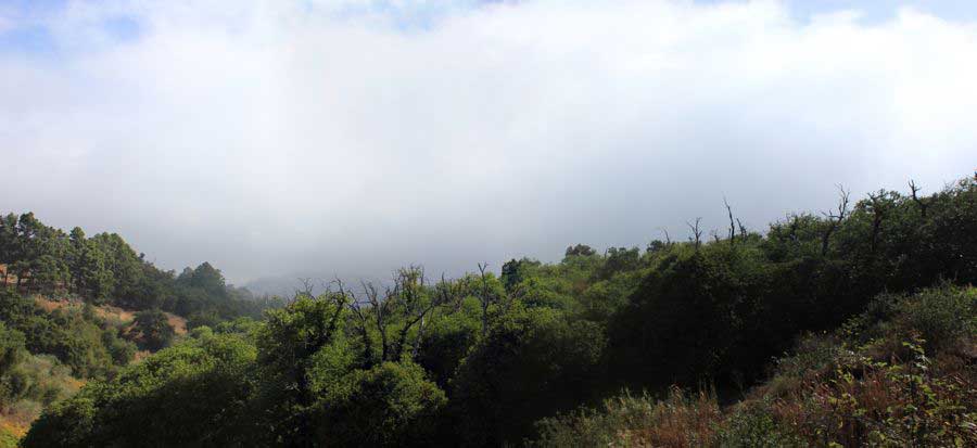 Kastanienhain oberhalb von Teror in Wolken