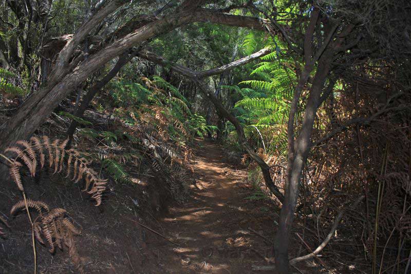 Die Wanderung führt durch den dichten Fayal Brezal Wald im Norden von Gran Canaria