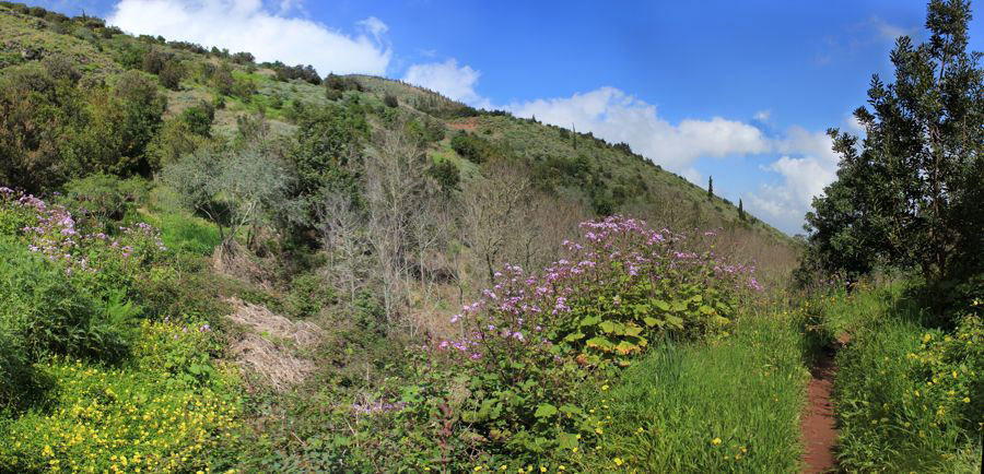 Schmaler Wanderweg durch die blühende Landschaft im Nordosten von Gran Canaria mit lila blühenden Cinerarien und gelben Hahnenfuss