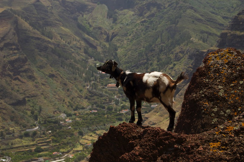Ziege auf einem Aussichtspunkt oberhalb vom Tal von Agaete, Gran Canaria Nordwesten