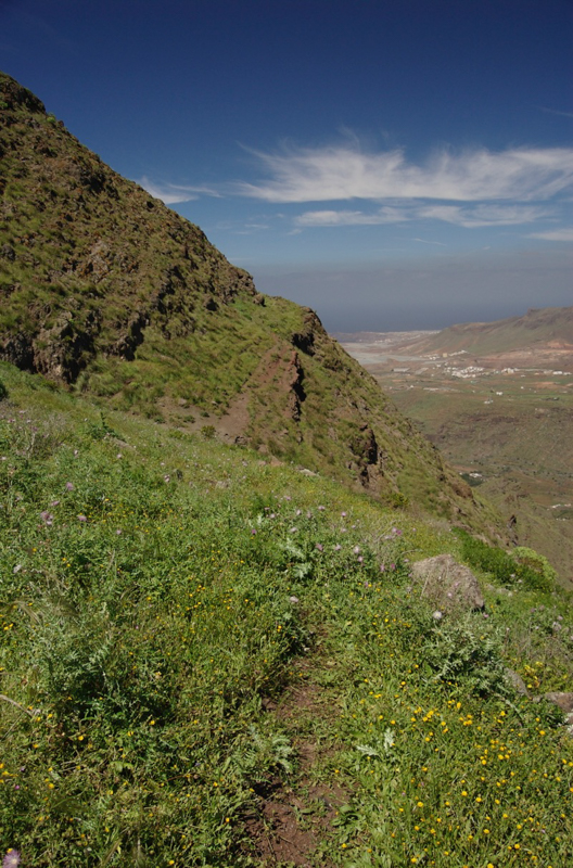 Schmaler Wanderpfad durch grüne Steilhänge in Richtung Puerto de las Nieves, Agaete
