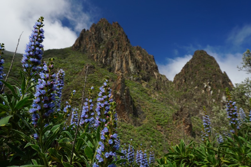 Tiefblaue Natternkopfblühten vor den Vulkandomen oberhalb von Valsequillo