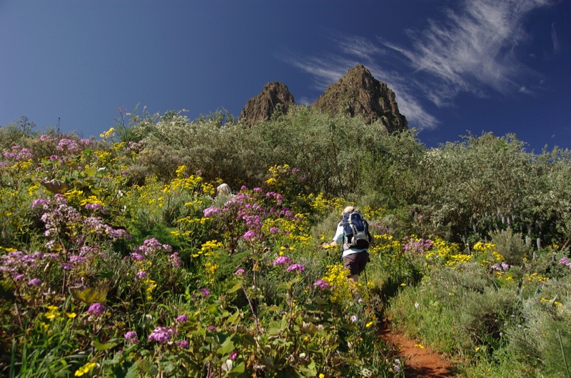 Blühende Hänge neben dem Wanderweg, Gran Canaria Frühjahr