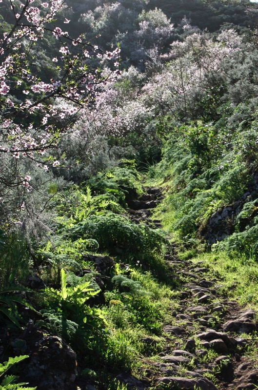 Stein gepflasterter Wanderweg mit blühenden Mandelbäumen, Gran Canaria Nordosten