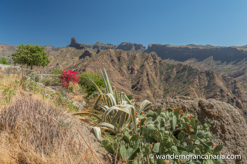 Feigenkaktus, Boucanville und trockene Barrancos im Zentrum von Gran Canaria