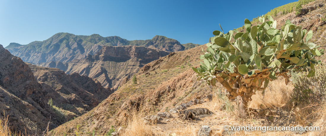 „Kaktusbaum“ Feigenkaktus in trockener felsiger Landschaft im Westen von Gran Canaria