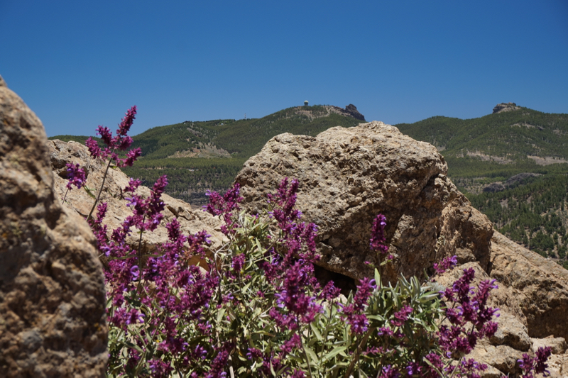 Blick zum Pico de las Nieves mit lila blühendem Kanarensalbei
