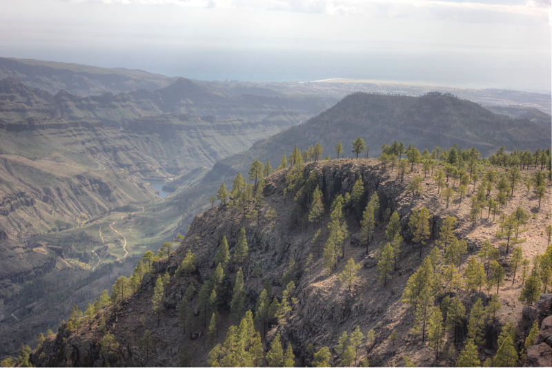 Ausblick über die lichten Kiefernwälder im Süden von Gran Canaria zu den Stauseen von Ayagaures