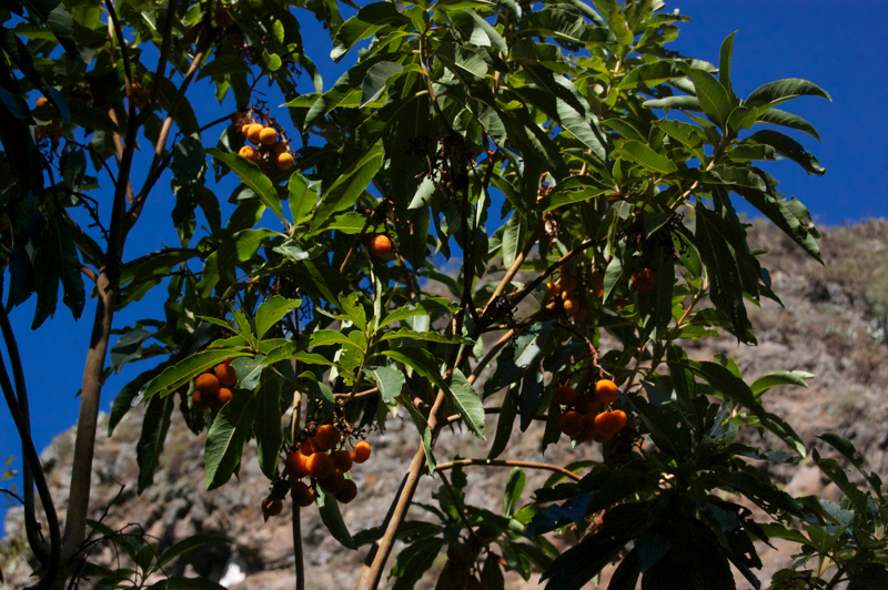 Orange Früchte des Kanaren Erdbeerbaumes im Norden von Gran Canaria