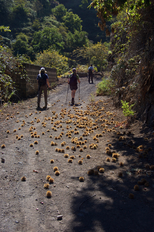 Kastanien auf dem Wanderweg hinauf im Barranco de la Virgen
