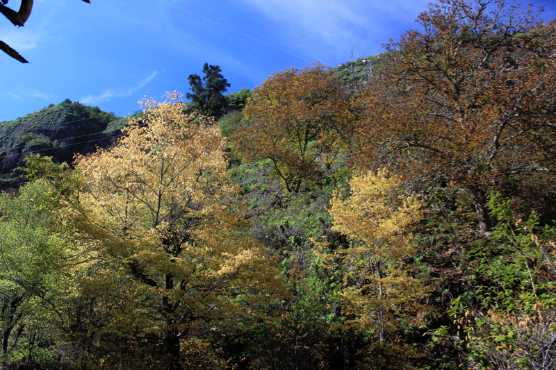 Gelb braune Herbstfarben der Kastanien im Barranco de la Virgen
