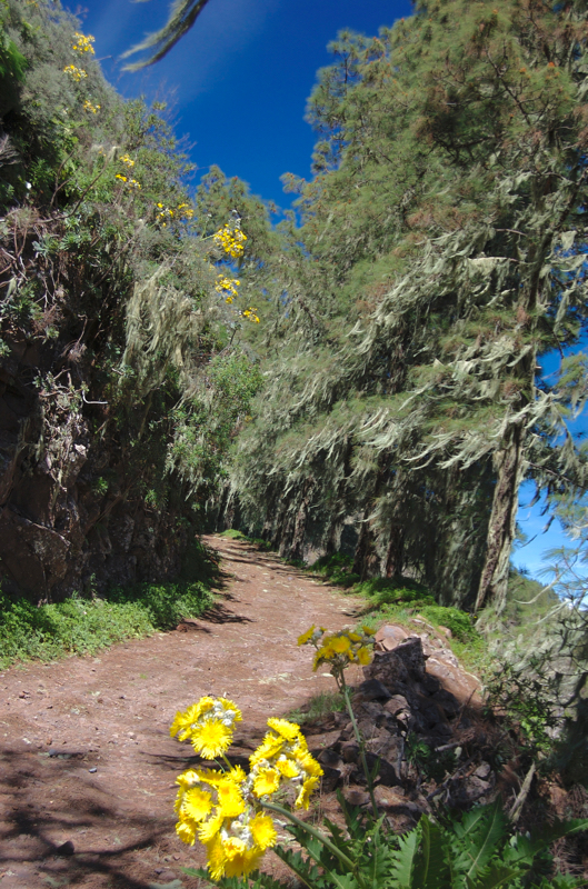 Gelb blühende Gänsedistel und Bartflechten auf den Kiefern, oberhalb von Valsendero