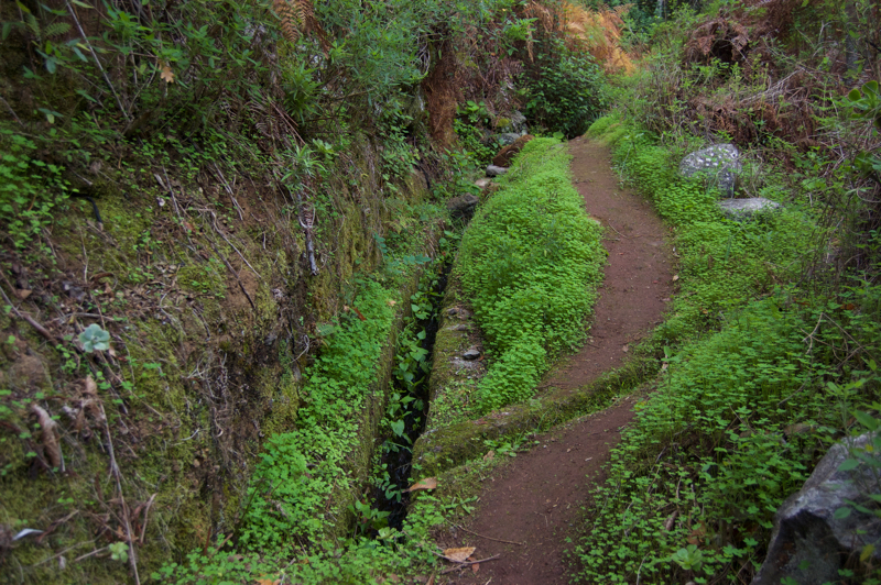 Grüner Sauerklee an einer Wasserleitung, Levada, Gran Canaria