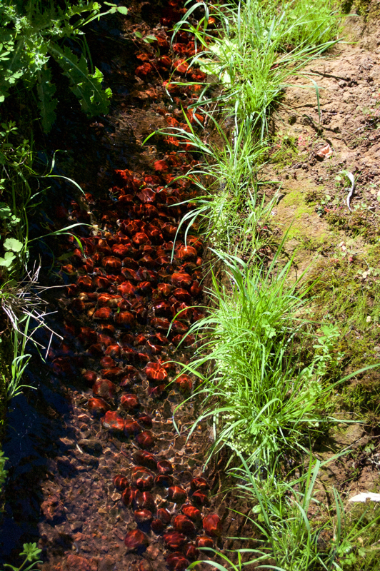 Rotbraune Kastanien in einer Wasserleitung im Norden von GRan Canaria
