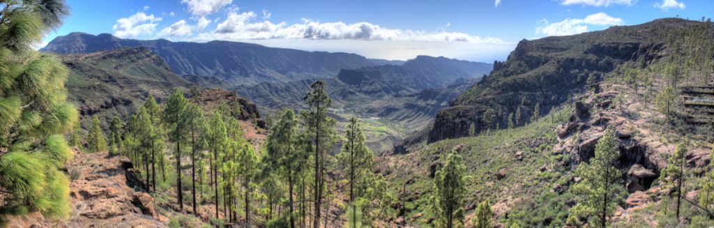 Lichter Kiefernwald im Südwesten von Gran Canaria, im Hintergrund das Tal von Veneguera