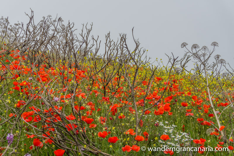 Rot blühender Mohn auf einer Wanderung im Frühjar auf Gran Canaria