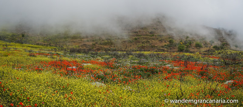 Gelber Senf und roter Mohn auf einer Frühjahrswanderung auf Gran Canaria