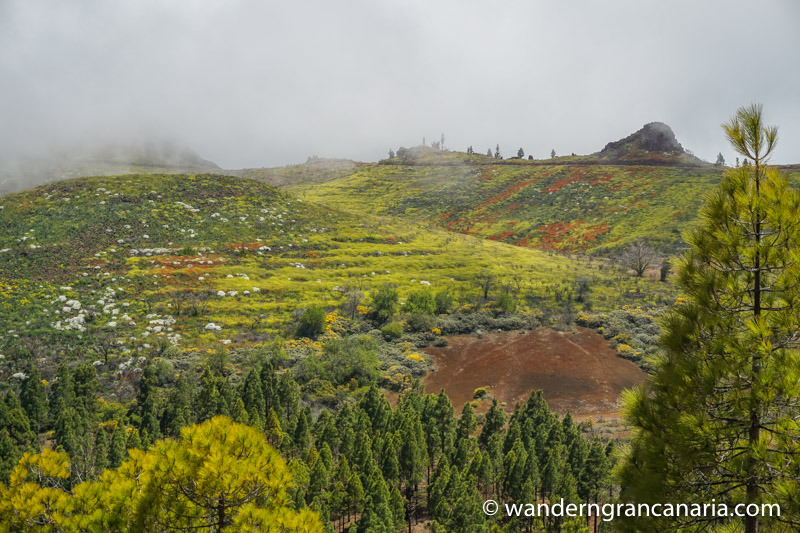 Bunt blühende Flächen im Frühjahr auf Gran Canaria