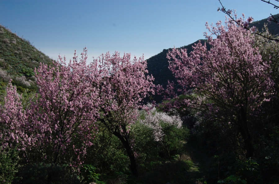 Rosa blühender Mandelbaum auf Gran Canaria.