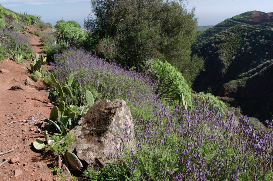 Lila blühender Kanarischer Lavendel neben dem Wanderweg.