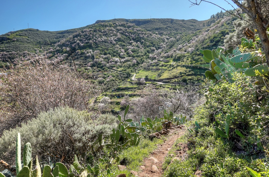 Wanderpfad im blühenden Nordosten von Gran Canaria mit Mandelbäumen im Hintergrund.