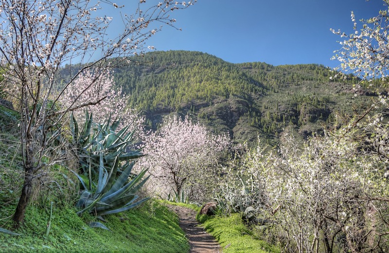 Wanderweg mit blühenden Mandelbäumen im Norden von Gran Canaria