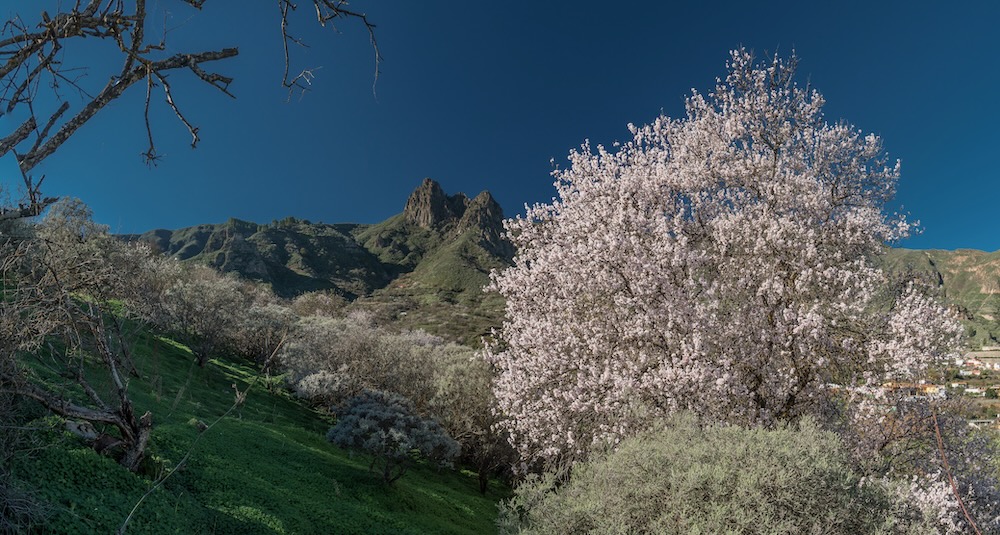 Wanderreise zur Mandelblüte auf Gran Canaria, blühender Mandelbaum im Nordwesten