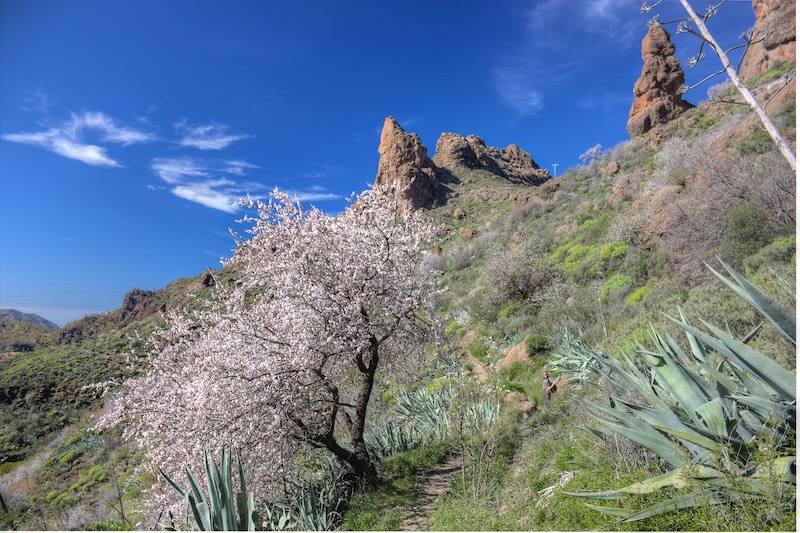 Blühender Mandelbaum im Zentrum von Gran Canaria.