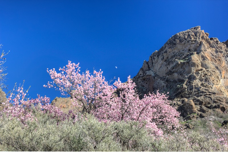 Blühender Mandelbaum unterhalb des Roque Nublo.