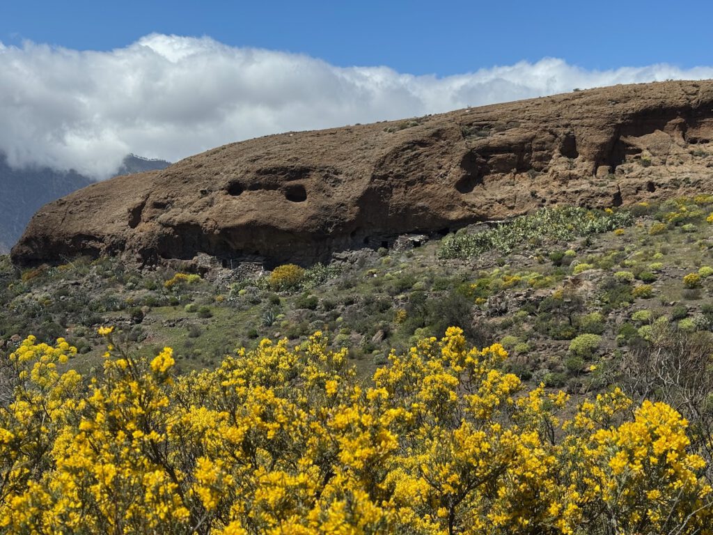 Felshöhlen hinter gelb blühendem Ginster im westlichen Zentrum von Gran Canaria