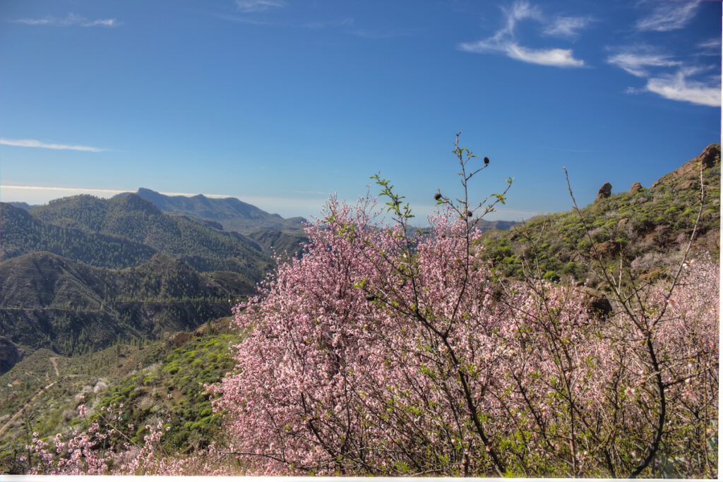 Rosa blühende Mandelbäume auf einer Wanderung bei Juncal de Tejeda