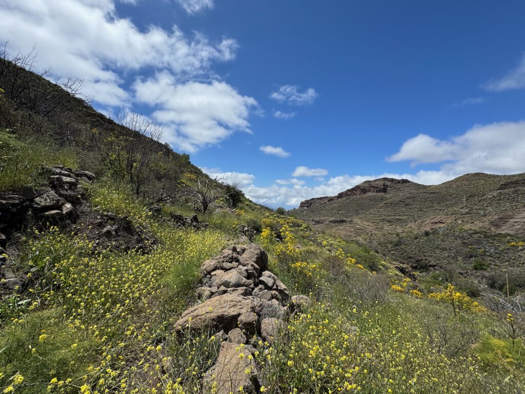 Von Blumen überwachsener Weg auf einer Wanderung im Westen von Gran Canaria