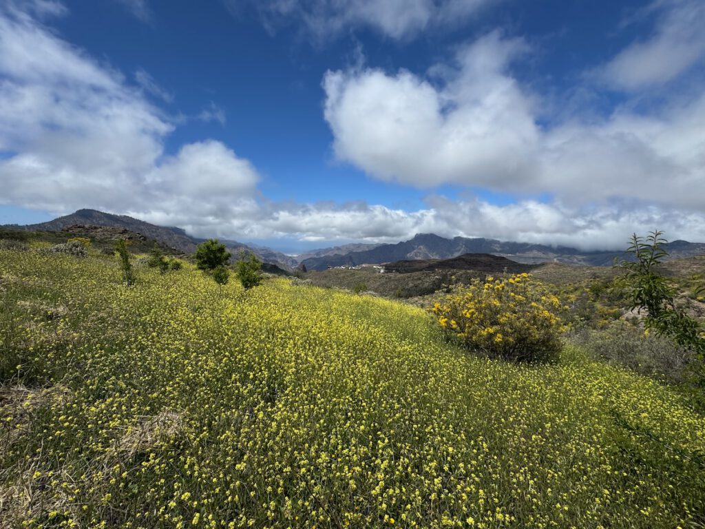 Gelb blühende Felder mit Ausblick in den Westen von Gran Canaria
