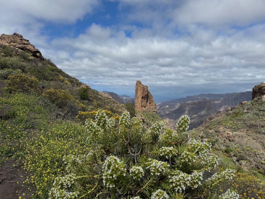 Der Roque Palmes mit weiss blühendem Natternkopf im Vordergrund.