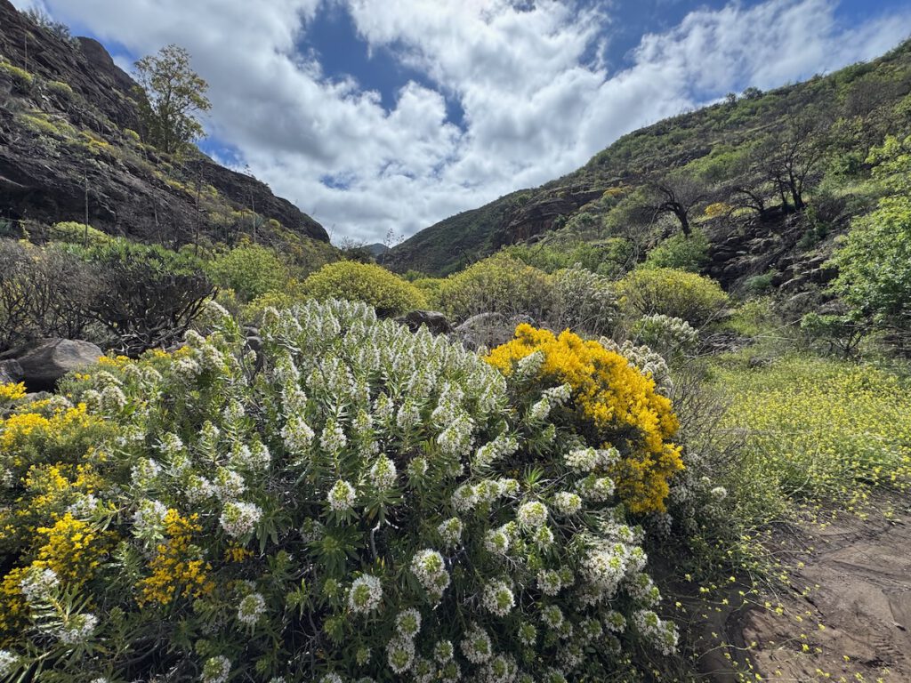 Weiss blühender Natternkopf und gelb blühnder Ginster im Tal im Westan von Gran Canaria
