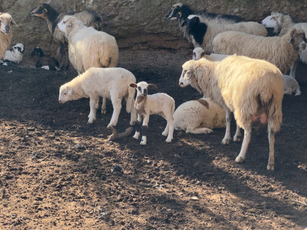 Schafe mit Lämmern auf einer Wanderung im Norden von Gran Canaria.