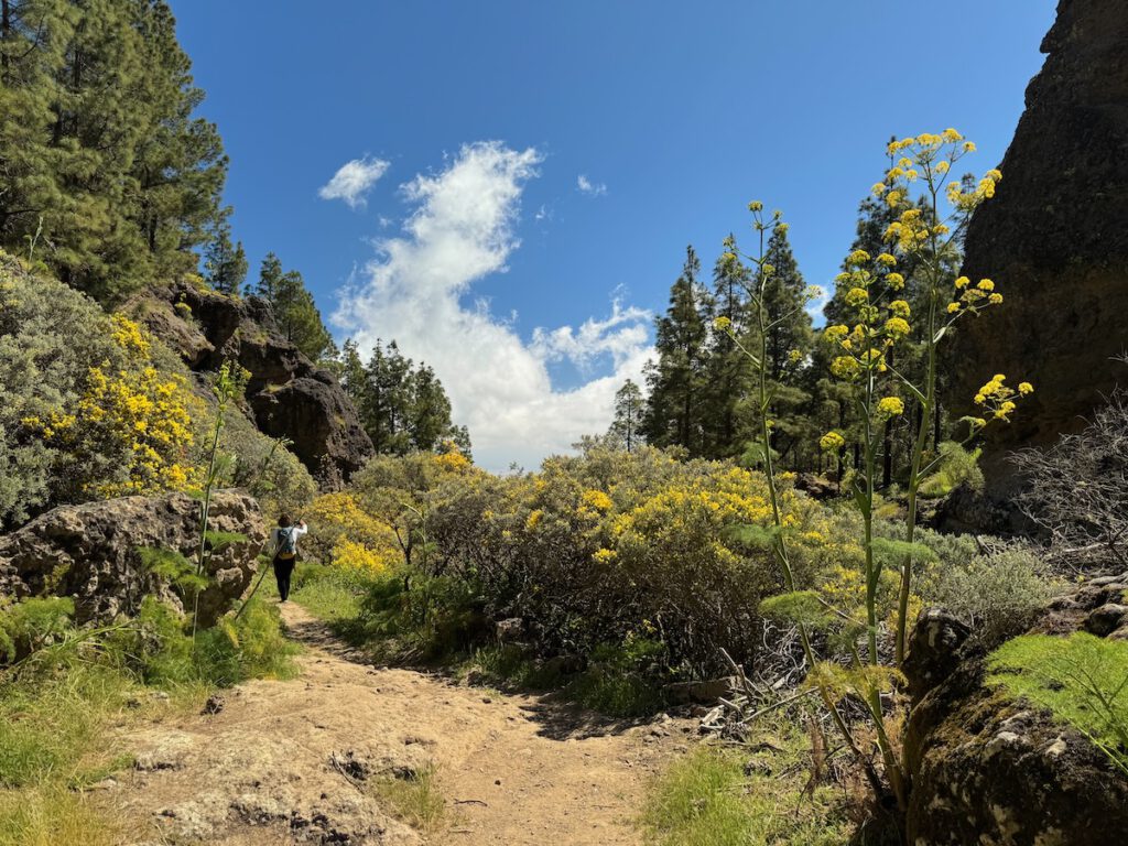 Wanderweg mit gelb blühenden Ginster und Riesenfenchel auf Gran Canaria.