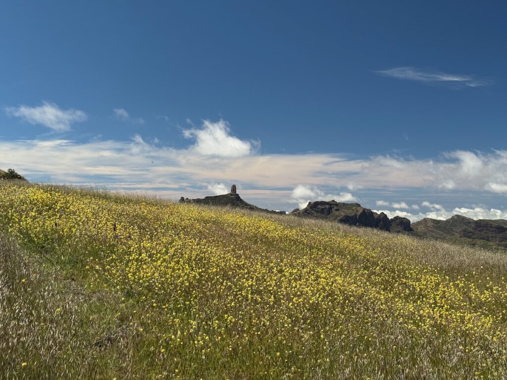 Gelbe Blumenwiese und der Roque Nublo im Zentrum von Gran Canaria.