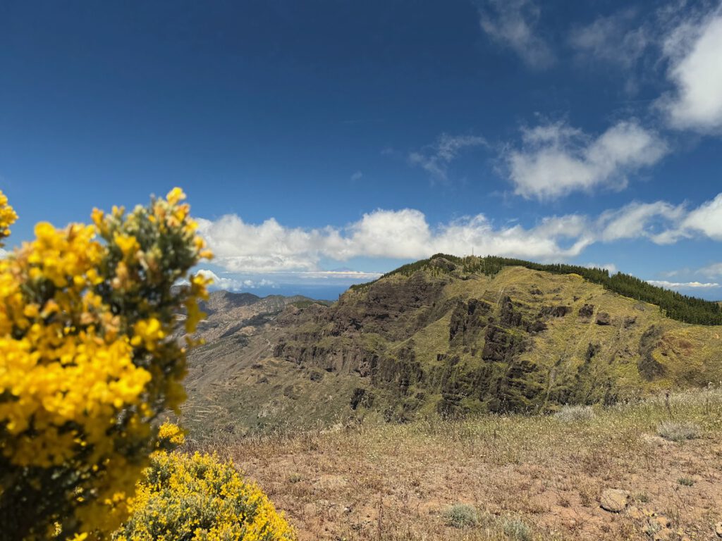 Gelber Ginsterbusch im Vordergrund und Blick auf den Moriscos und den Teide auf Teneriffa.